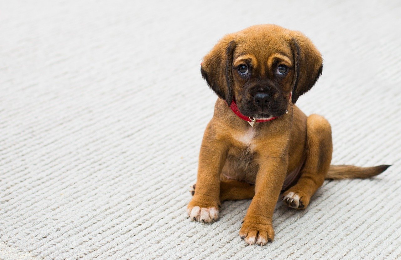 Les besoins spécifiques pour la digestion canine